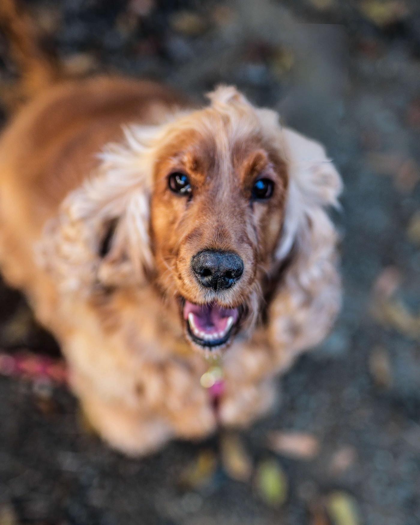 Brandy & Mom Portraits session — Wolfpack Creative Photography, East Bay